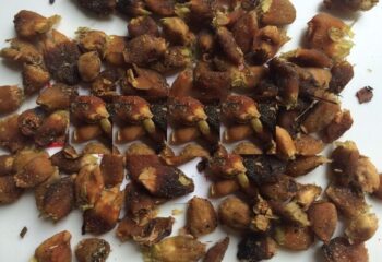 mahua-flower-Seth Bihari Lal Hanumana